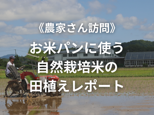 《6/10農家さん訪問》お米パンに使っているお米の田植えの様子をお届けします🌾