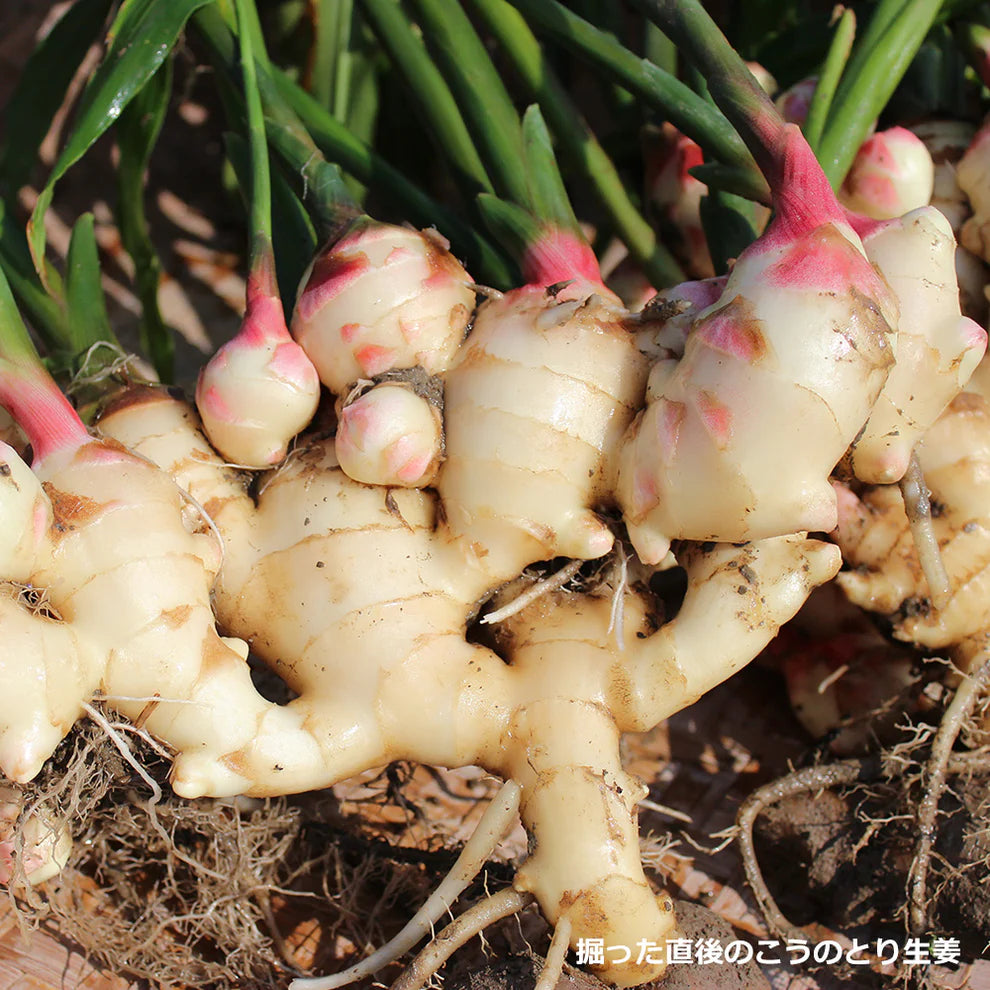 日本みつばちハチミツおろし生姜