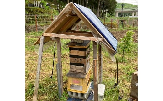 日本みつばちハチミツおろし生姜